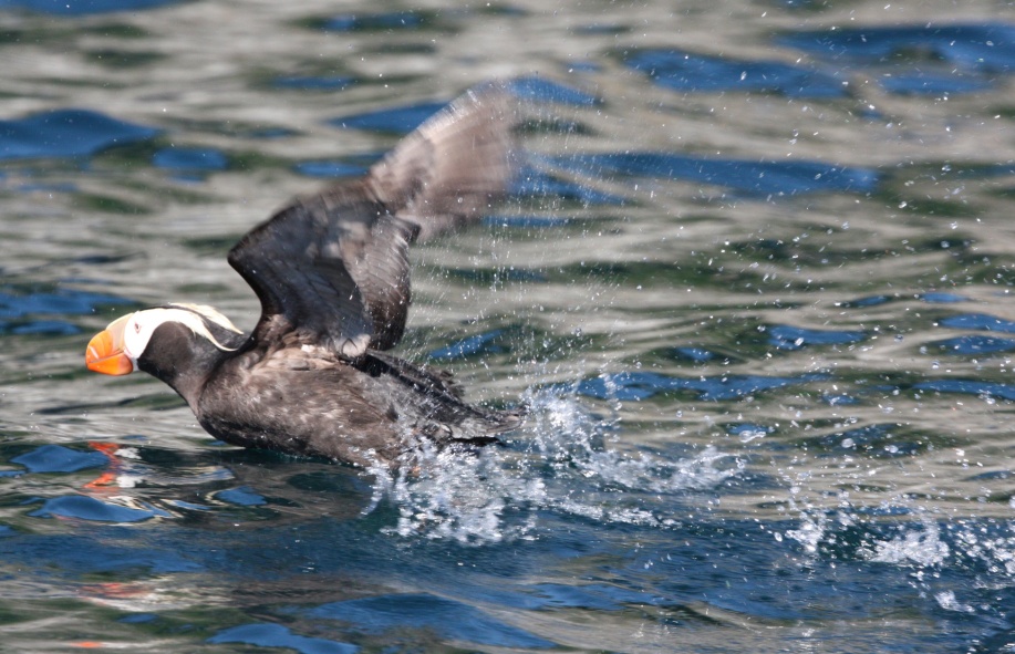 Tufted puffin on his takeoff roll
