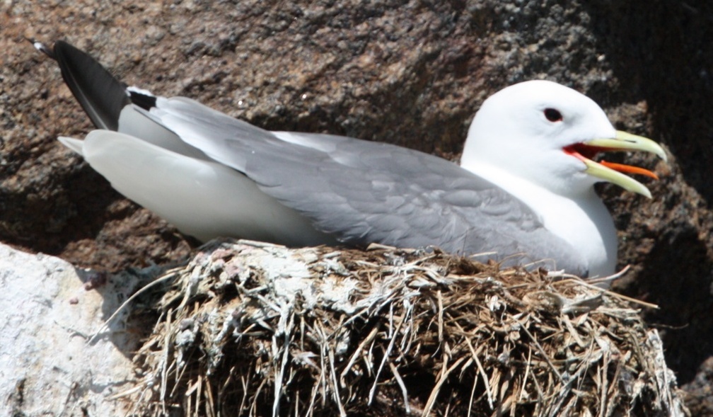 Black Legged Kittiwake on her nest