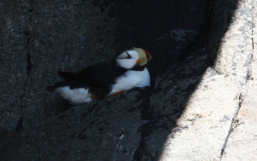 Horned puffin enjoying a shady spot