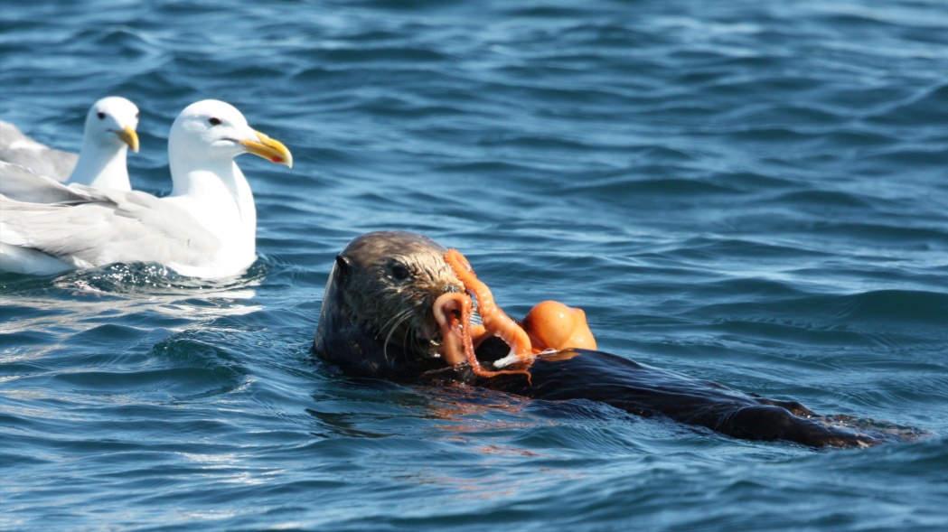 Sea otter having fun with his food