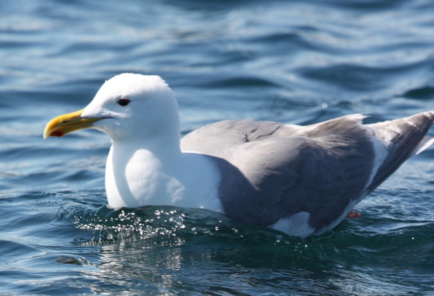 Gull relaxing on the cool water on a hot day