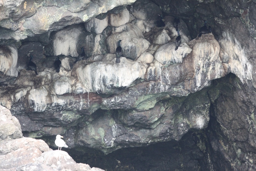 Pelagic Cormorants nesting in a covered area