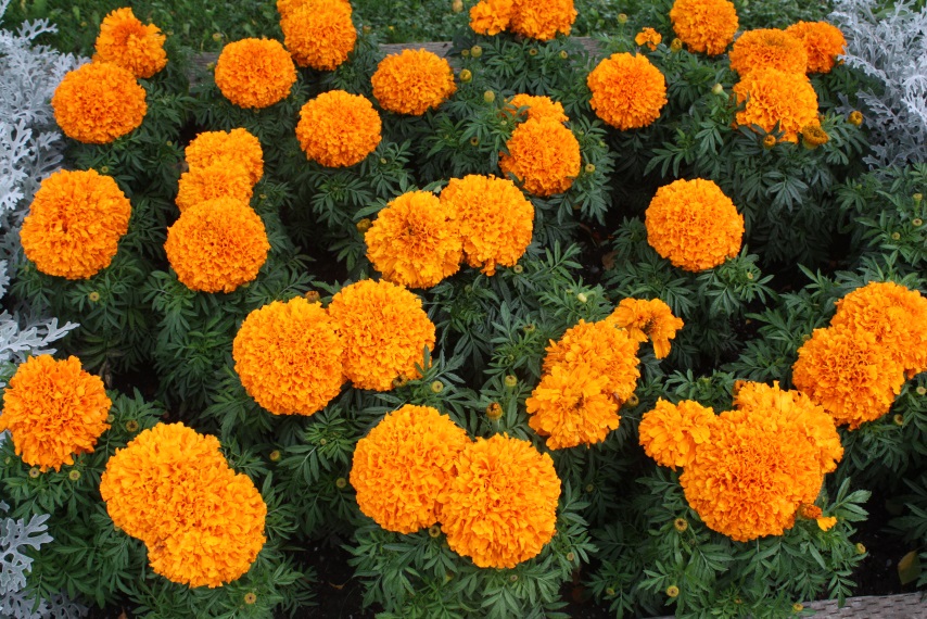Bunch of Marigolds