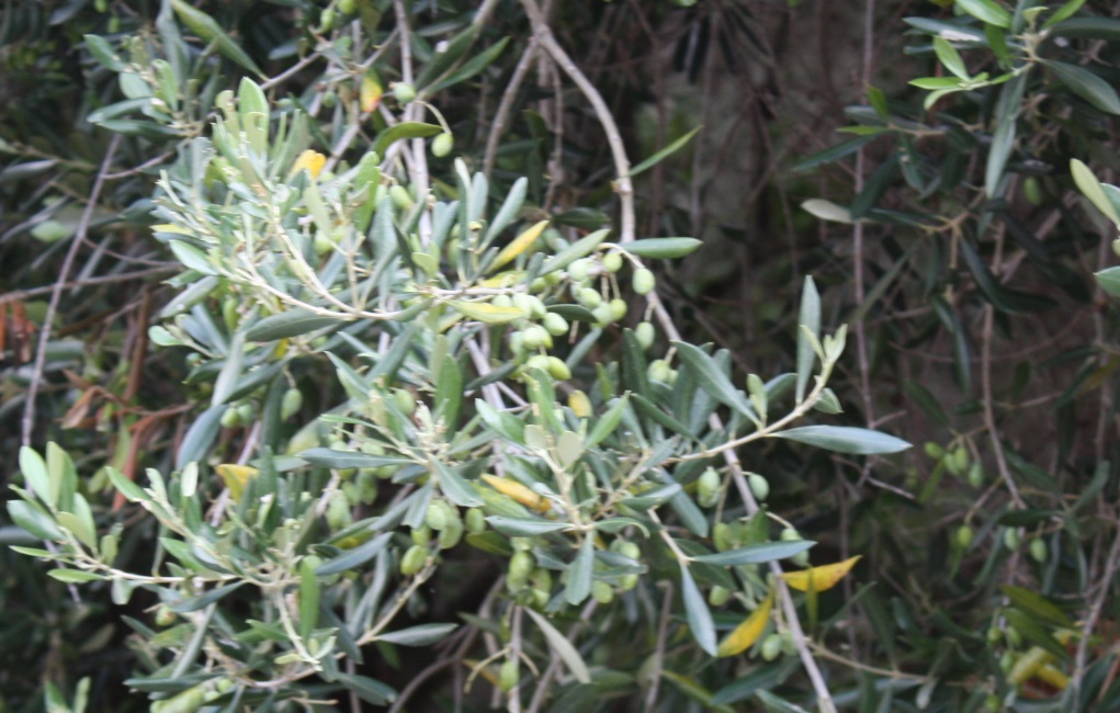 Young olives on the trees