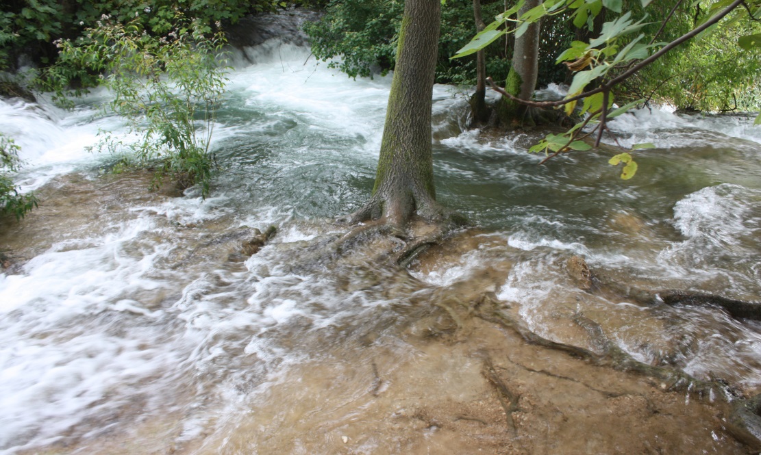 Trees which are normally high and dry are under water