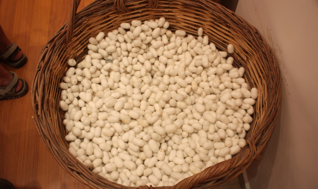 These are the cocoons that the thread to make Turkish rugs comes from