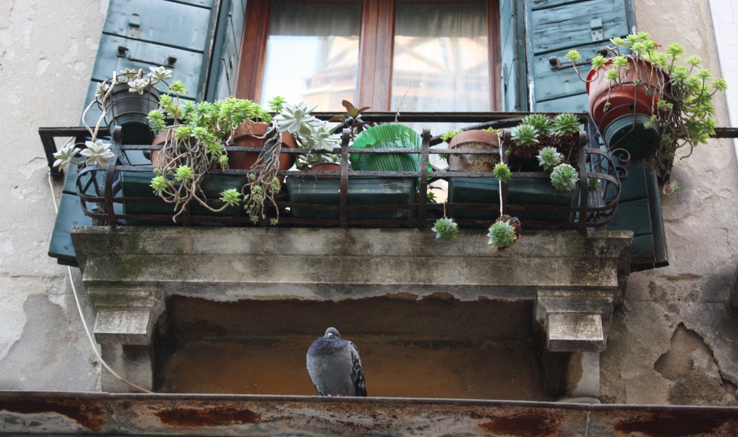 Pigeon relaxing below a garden of succulents