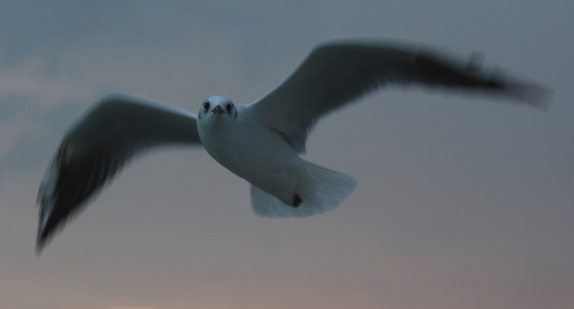 Bird appears skeptical of the photographer