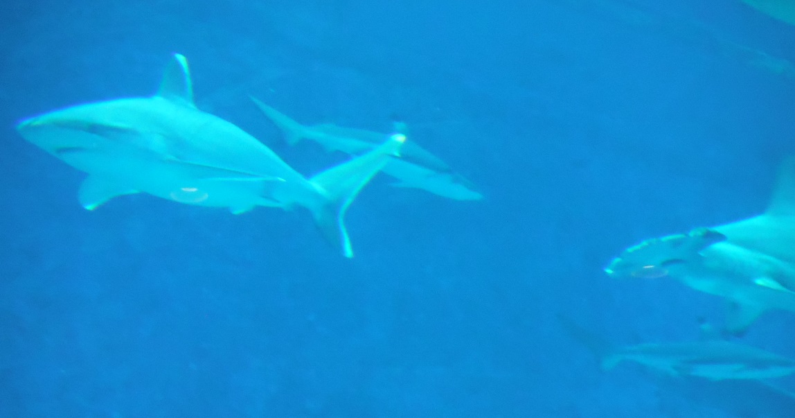 Sharks are always a popular attraction