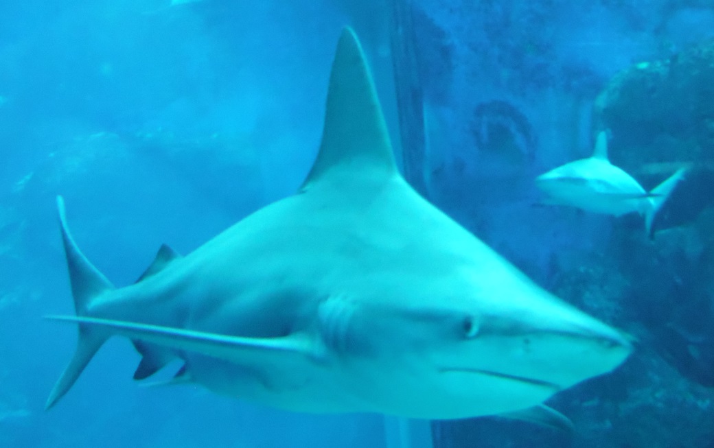 A shark swims by