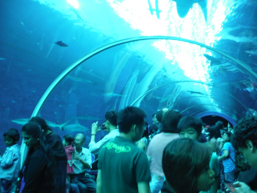 You can walk through tunnels under the aquarium tanks