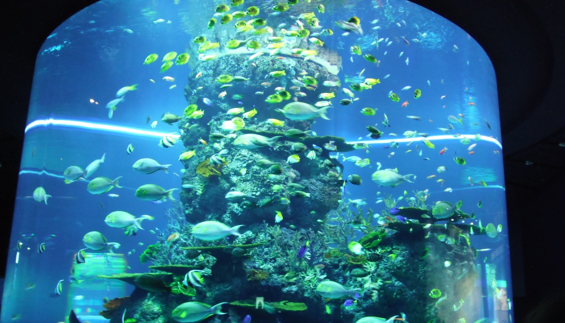 Large circular reef tank