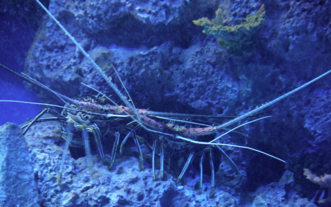 A pair of lobsters