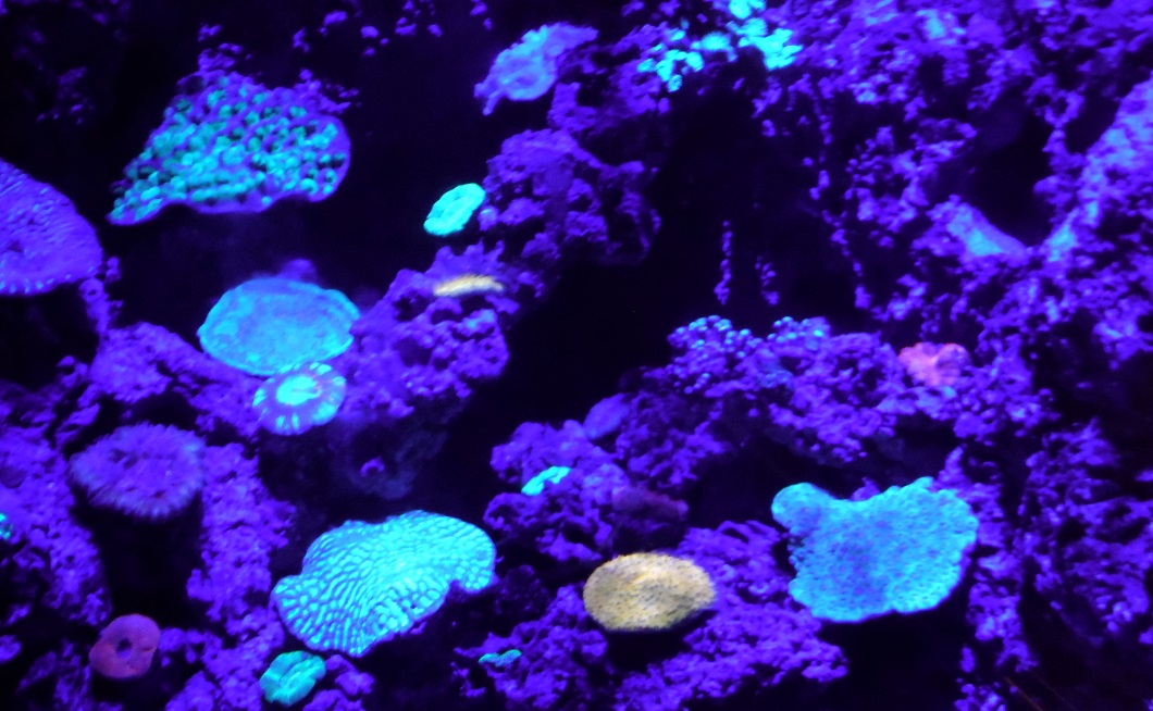 Blacklights are used to make some creatures glow