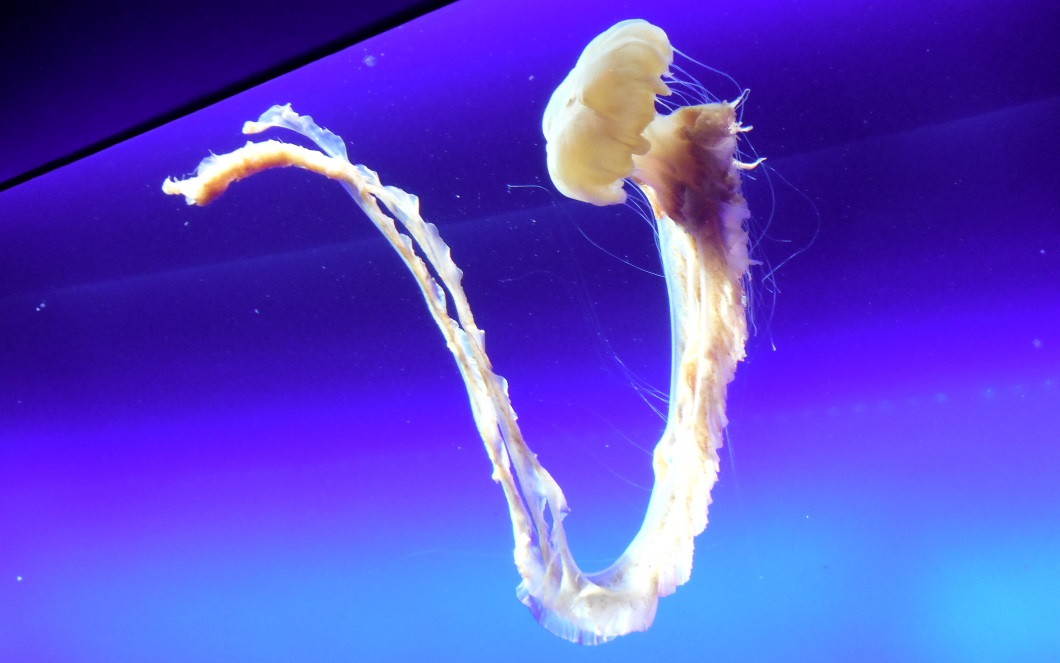 A jellyfish you don't want to meet in the ocean