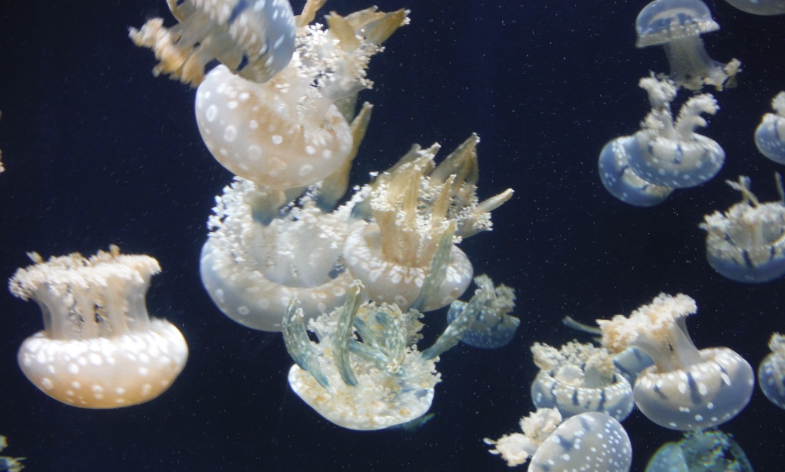 These jellies seem to prefer travelling upside down