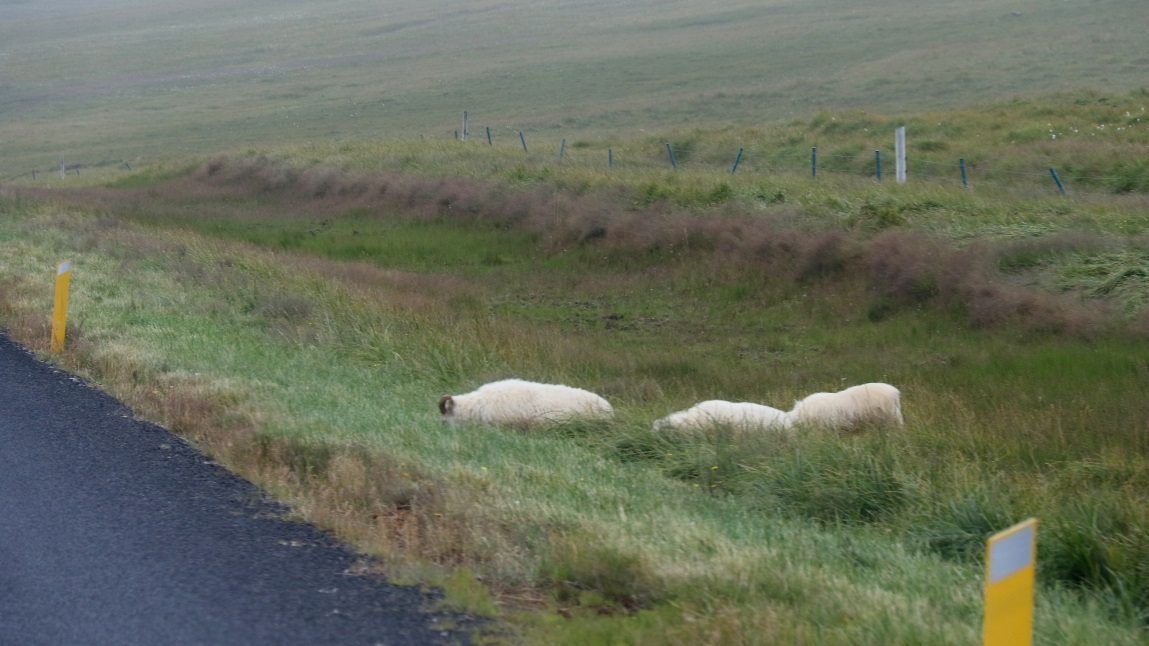 Sheep are everywhere