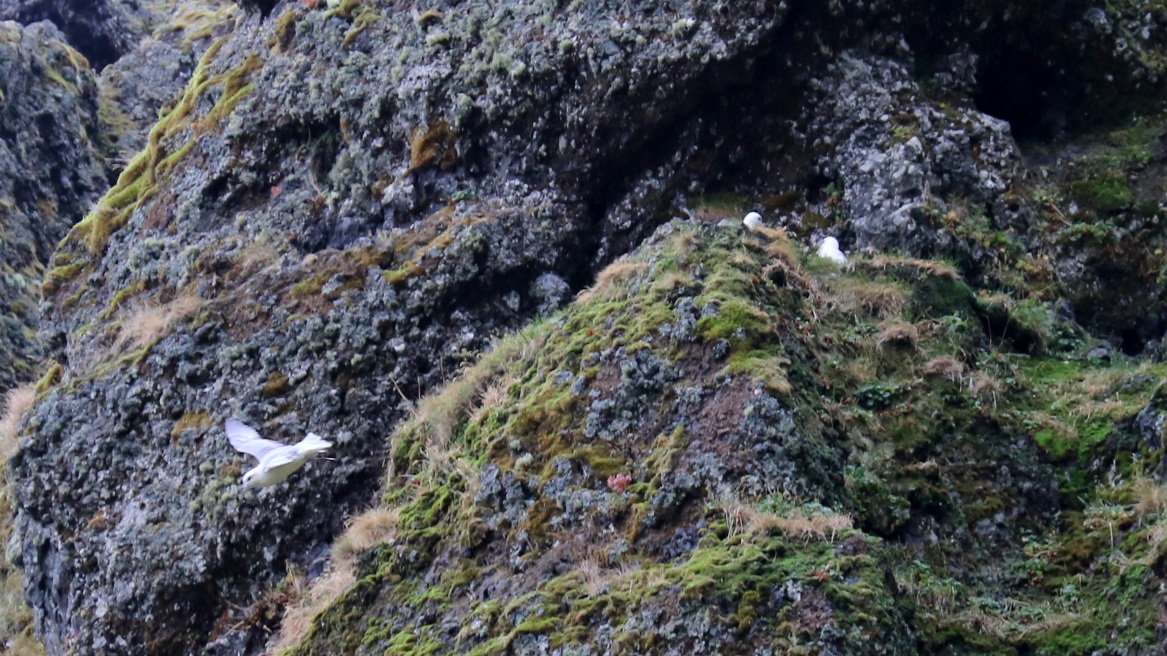 Bird nests near the canyon