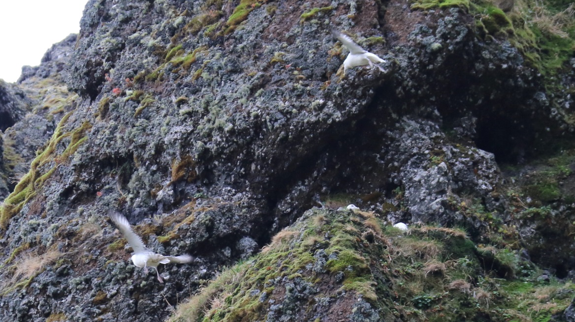 Bird nests near the canyon
