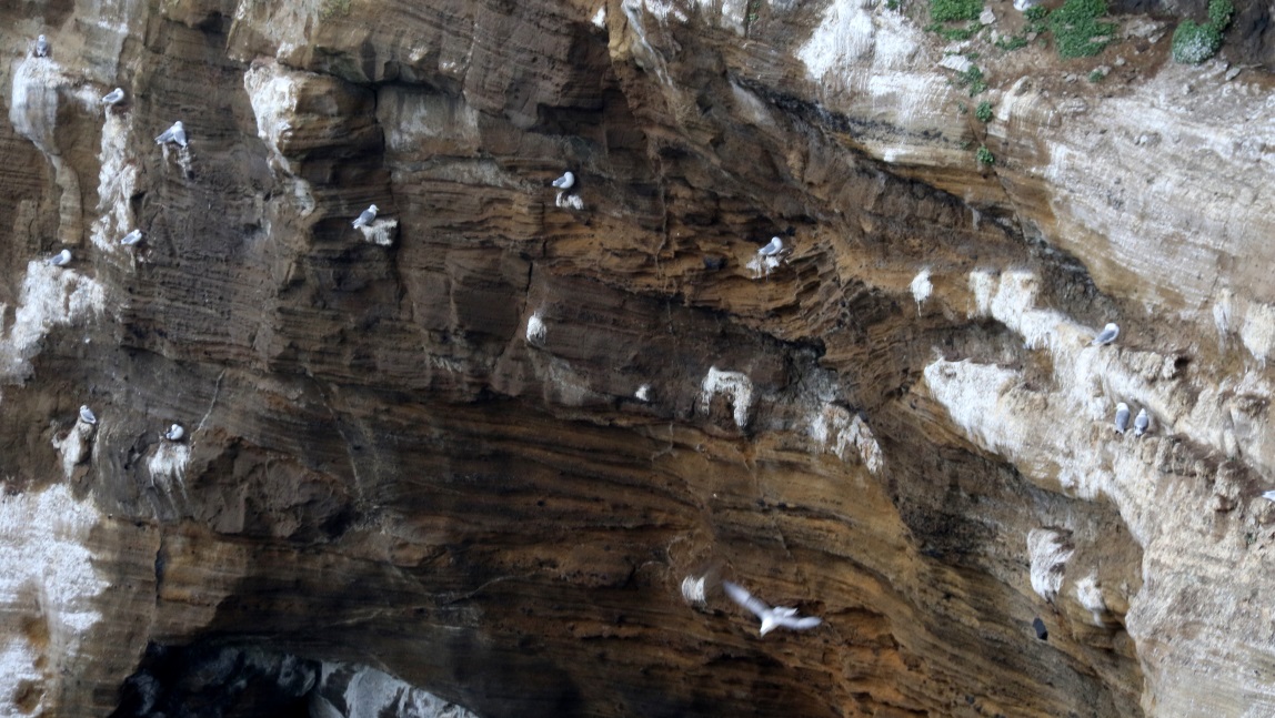 Very safe place to build a birds nest