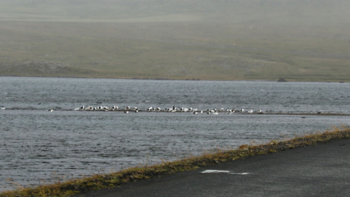 Gulls in the lagoon
