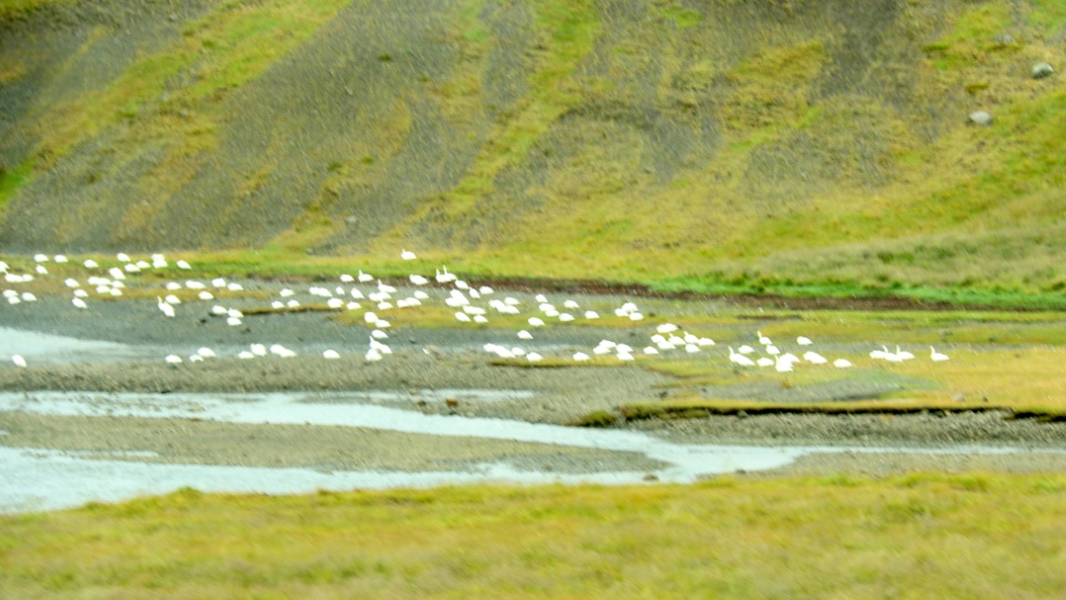 Geese in Verzlunarsta�ur