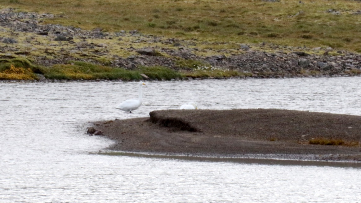 Pair of white geese