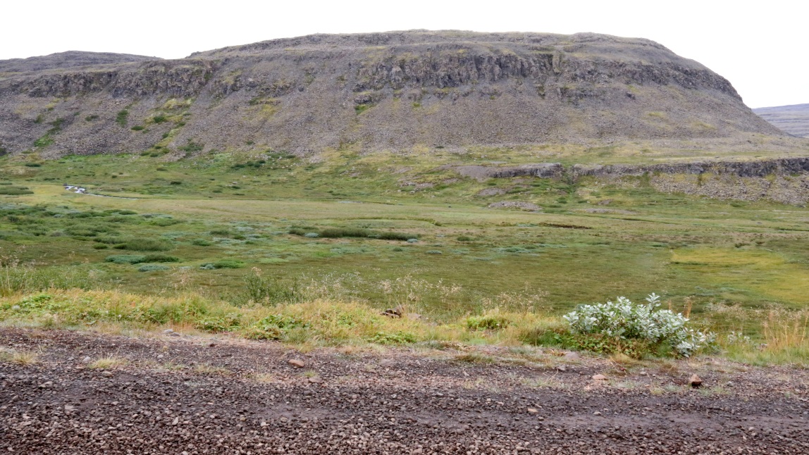 Plants are getting larger