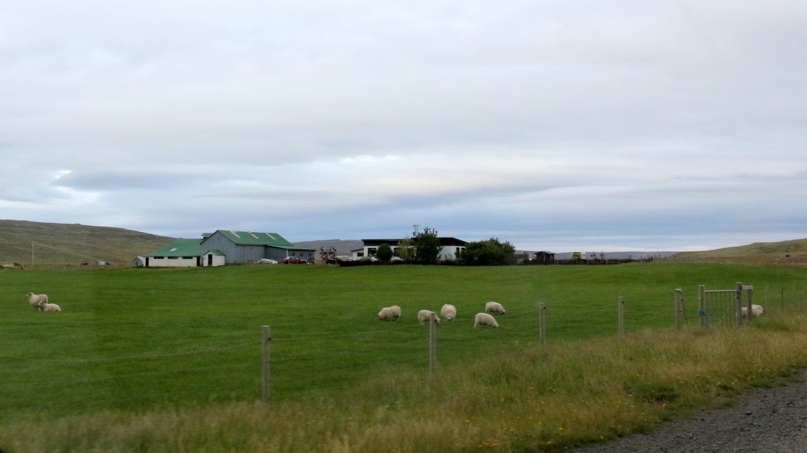 Sheep farm on Route 59