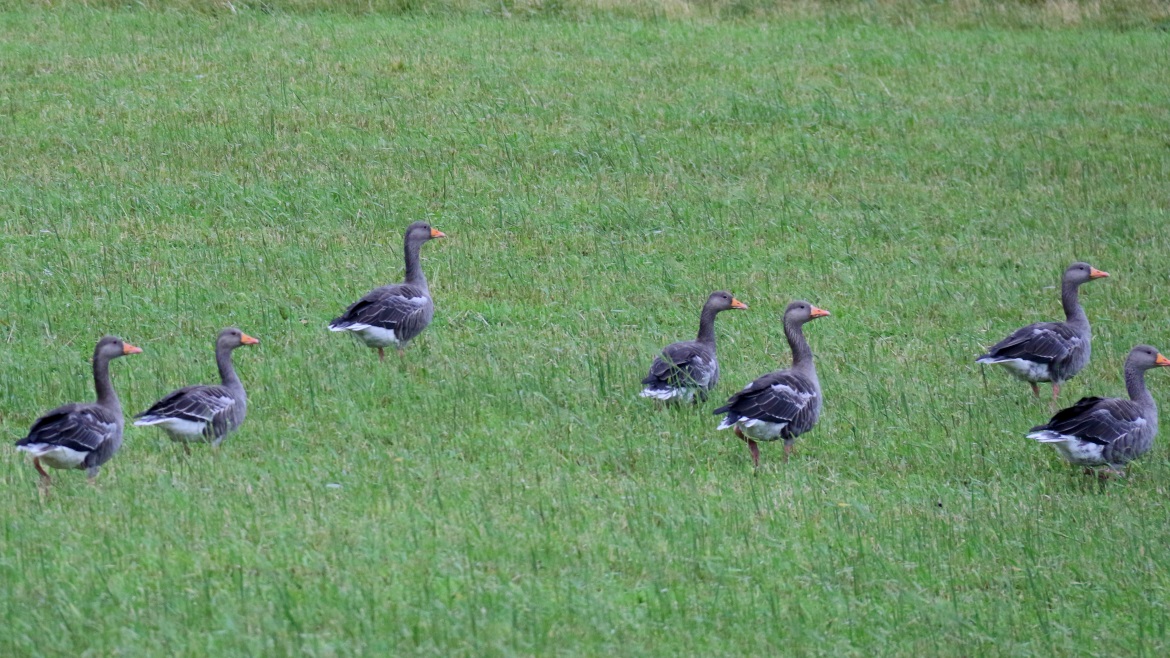 Pink Footed Geese
