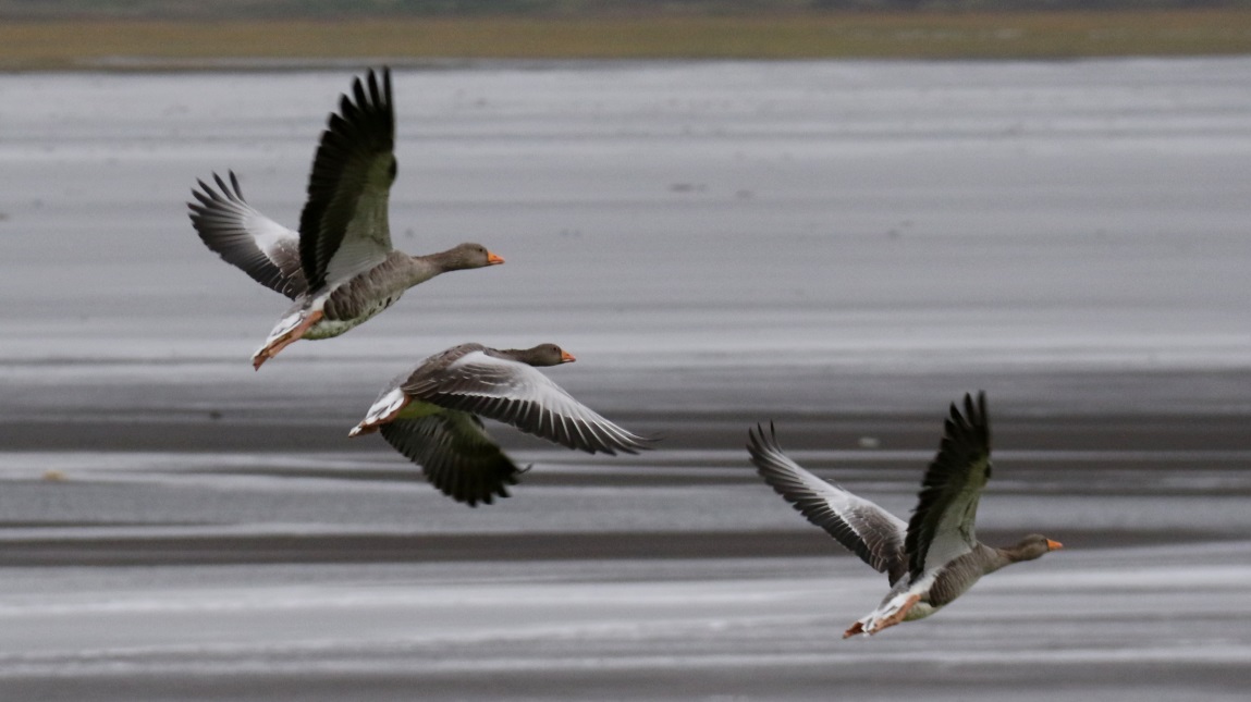 Geese in flight