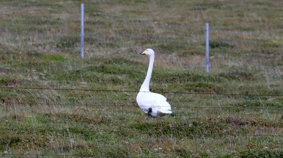 Whooper Swan