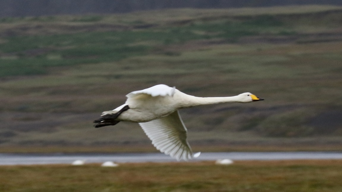 Whooper Swan flying