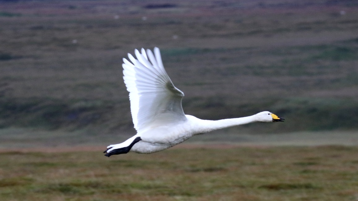 Whooper Swan in flight