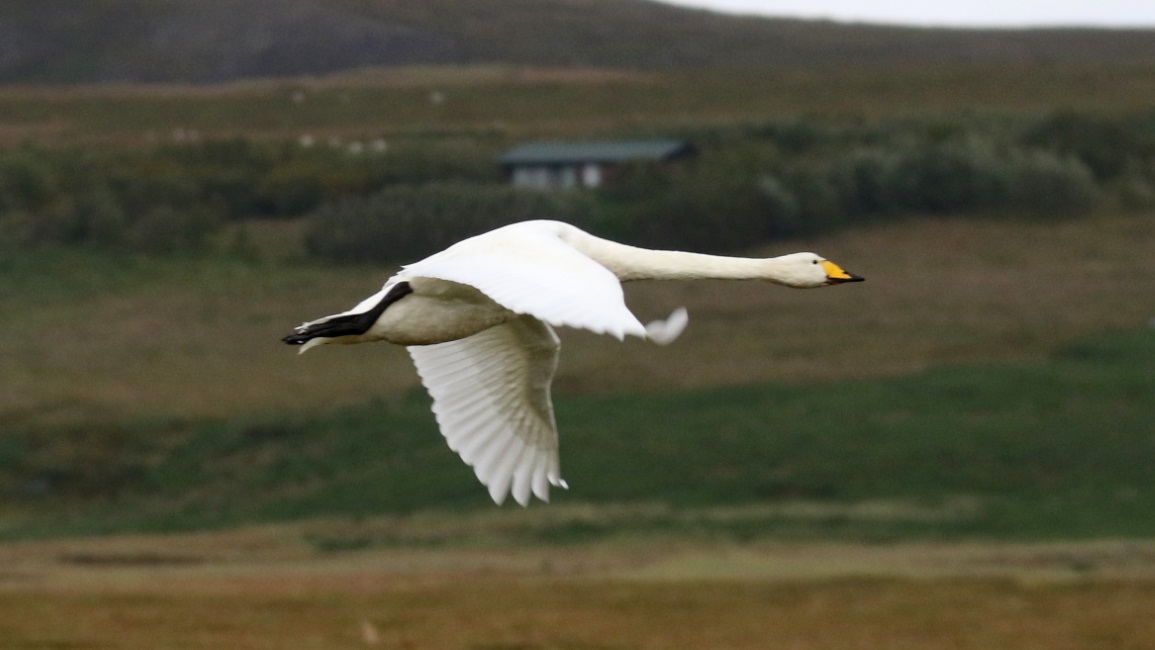 Whooper Swan in flight