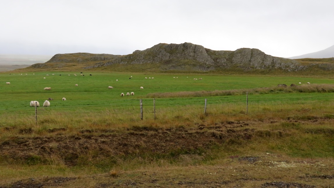 Large sheep farm