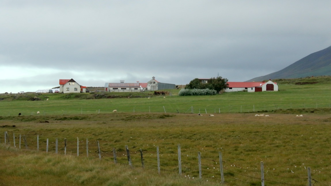 Large sheep farm