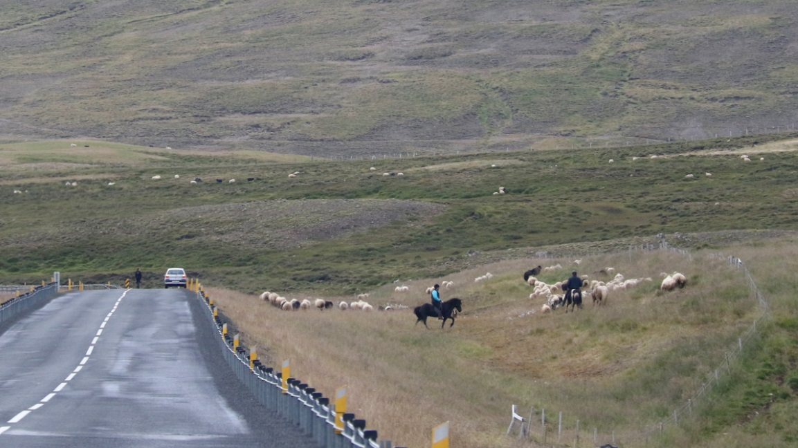 Sheep roundup on Route 744