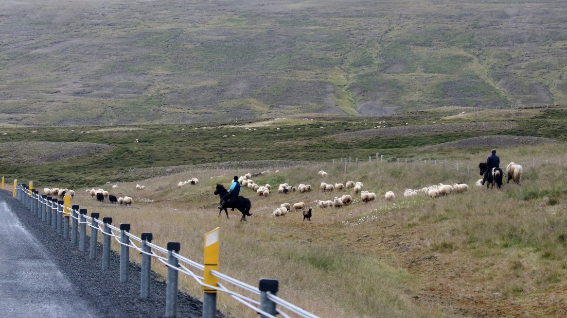 Rounding up the sheep