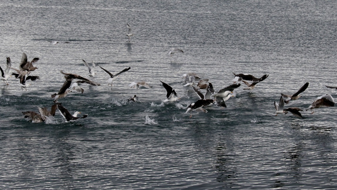 Birds fishing