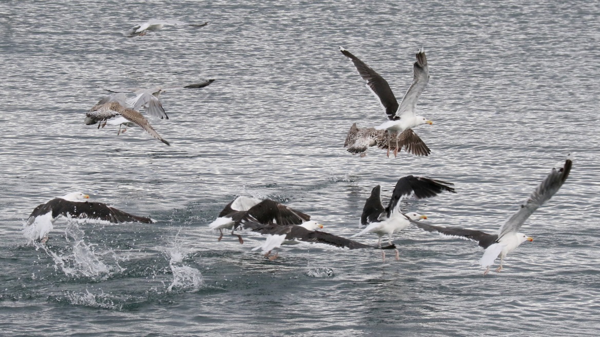 Catching fish