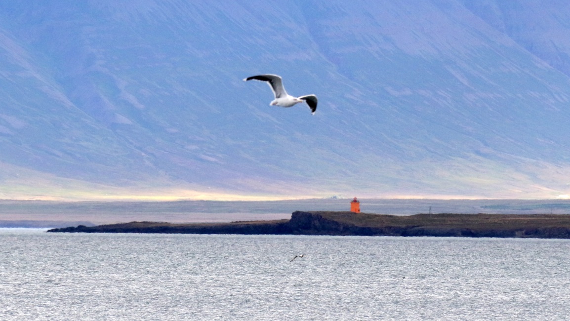 Gull flying