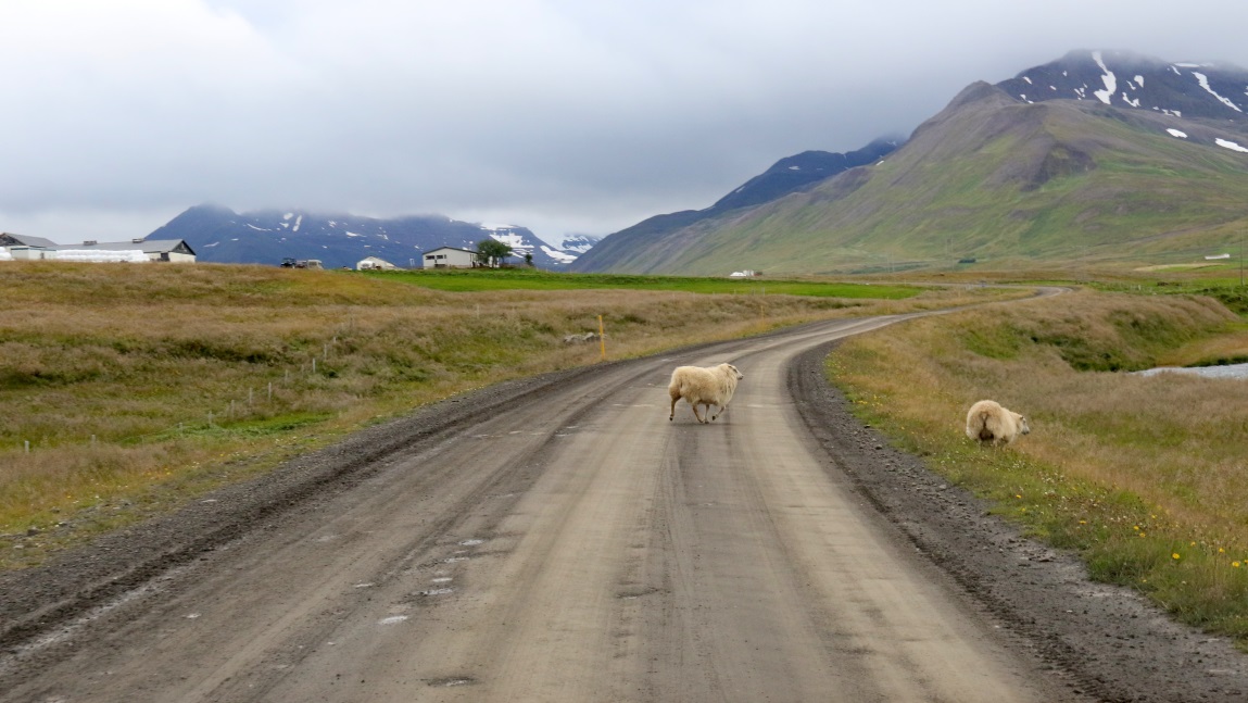Four legged traffic