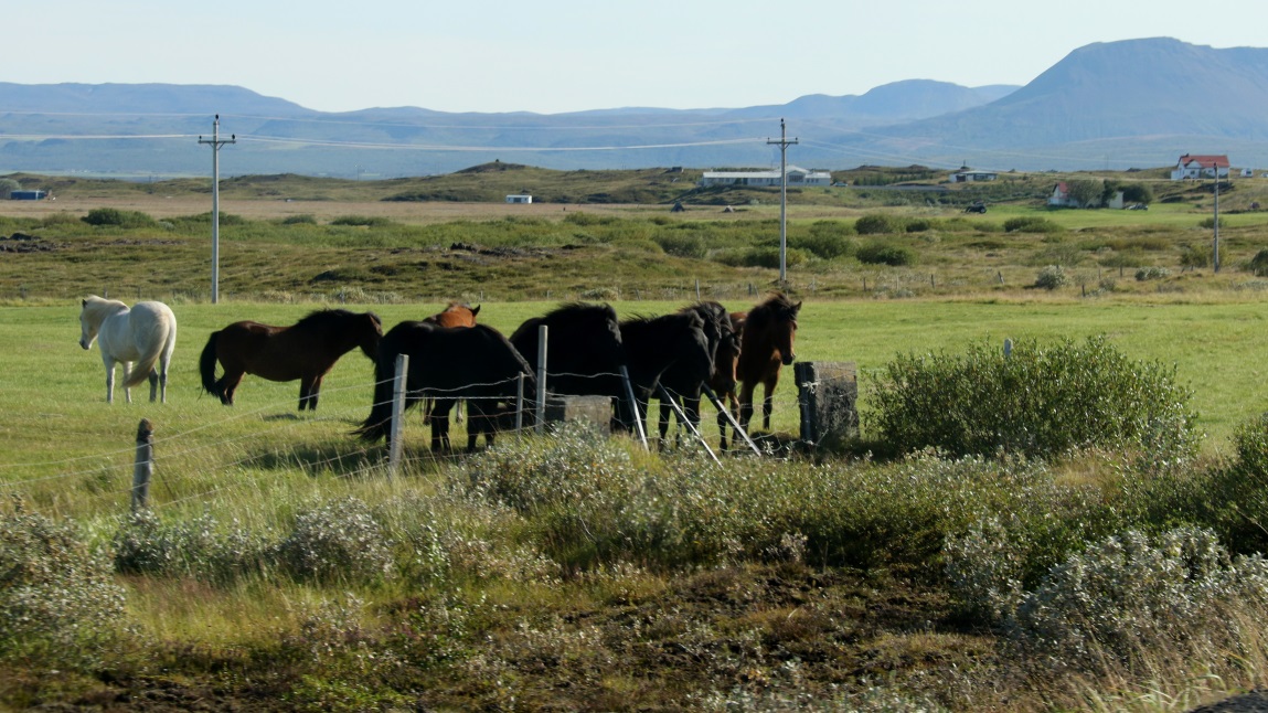 Group of horses