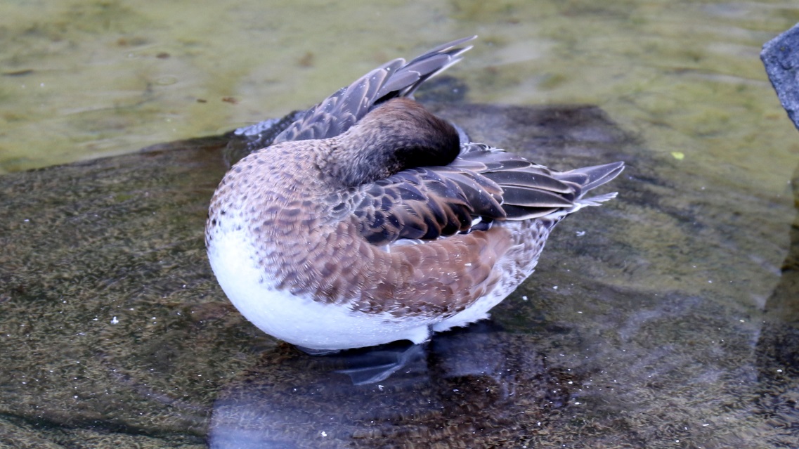 A nearby duck