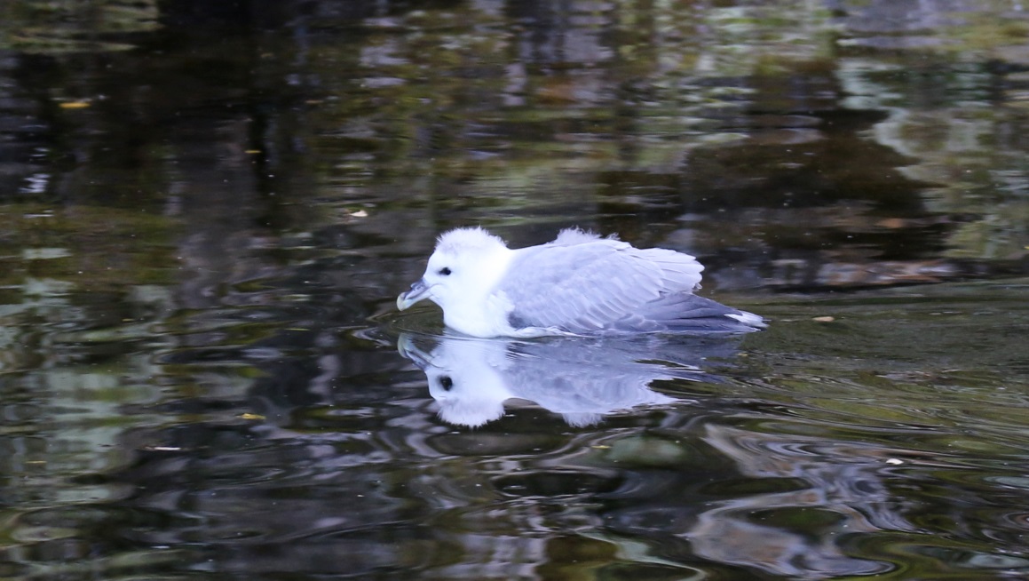 Bird with a fuzzy hat