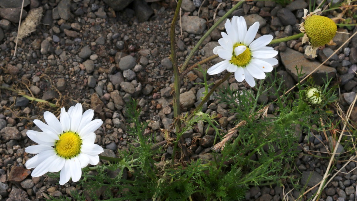 Some daisies