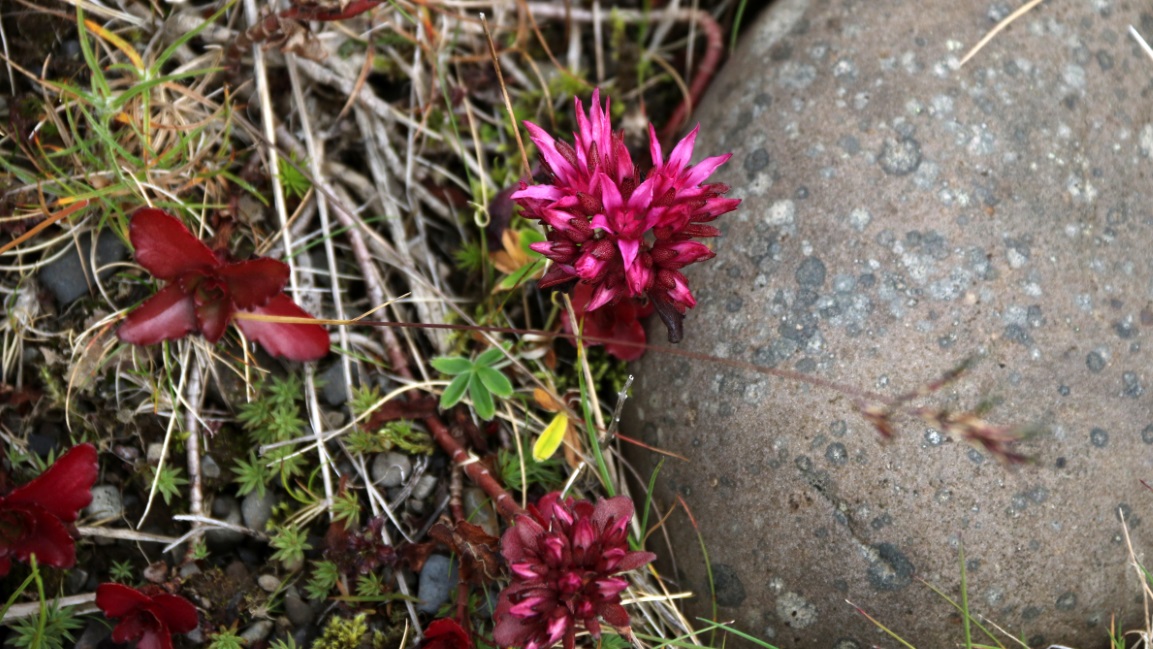 Colorful little plants