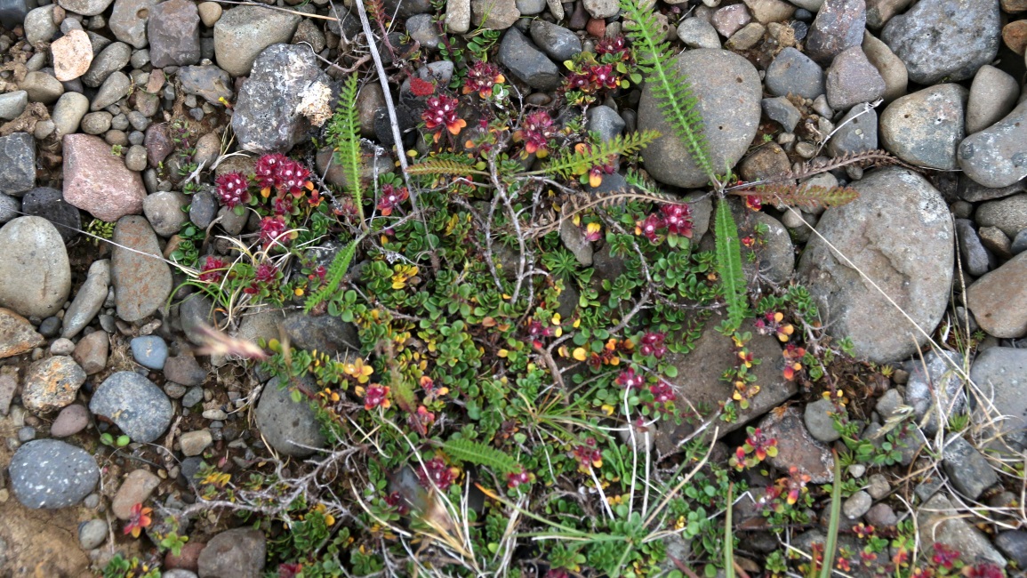 Tiny flowers