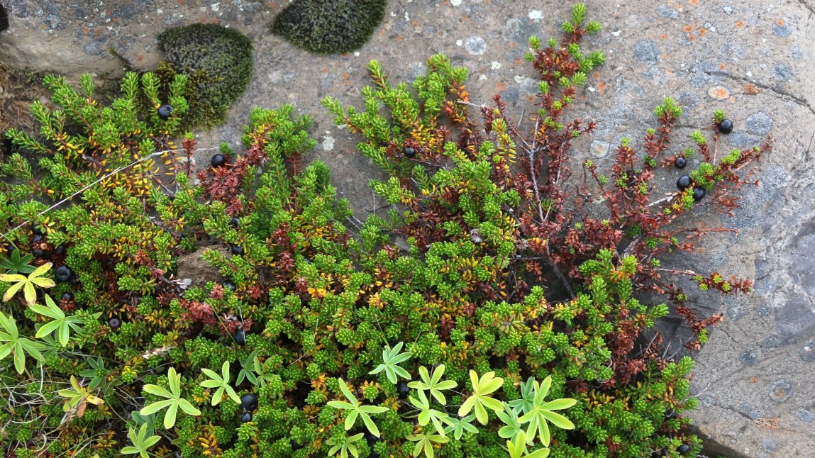 Berries